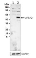 Western blot detection of UFSP2 in UFSP2-KO (lane 1) and wild-type (lane 2) HEK293T cell lysates using Aves Labs chicken anti-UFSP2 polyclonal antibody (Cat No. UFSP2-0100). 10-20% Tris-Glycine gel was loaded with 10 ug of WT and UFSP2-KO HEK293T cell lysates. Proteins were transferred to PVDF membrane and blocked with 5% non-fat milk powder. Anti-UFSP2 antibody was incubated with the membrane at a concentration of 1 ug/ml and then detected via chemiluminescence (30 min) using a Goat Anti-Chicken H+L, HRP conjugated secondary antibody. Anti-UFSP2 recognizes endogenous UFSP2 only in the wild-type cell lysates at the expected molecular weight of ~52 kDa.