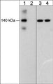 Western blot image of human umbilical vein endothelial cells stimulated with pervanadate (1 mM) for 30 min. then the blots were untreated (lanes 1 & 3) or treated with alkaline phosphatase (lanes 2 & 4). The blots were probed with rabbit polyclonal anti-VE-cadherin (Tyr-685) (lanes 1 & 2) or mouse monoclonal anti-VE-cadherin (lanes 3 & 4).