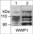 Western blot analysis of WWP1 expression in adult mouse liver (lane 1) and human prostate adenocarcinoma (PC3) cells (lane 2). The blot was probed with anti-WWP1 (WP3931) at 1:1000.