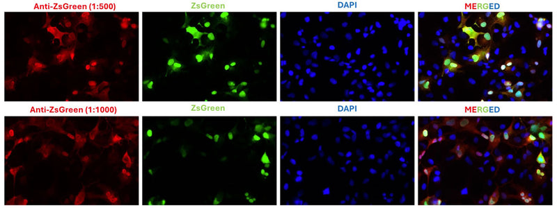Immunofluorescent staining of ZsGreen-transfected COS-7 cells using Aves Labs chicken polyclonal anti-ZsGreen antibody (red, Cat No. ZSGREEN-0100) and showing ZsGreen autofluorescence (green). The cells were fixed with 3% paraformaldehyde, washed with PBS, and blocked/permeabilized with 5% non-fat milk powder in PBST. The anti-ZsGreen chicken polyclonal antibody (Cat No. ZSGREEN-0100) was incubated with the sample at a dilution of 1:500 (0.4μg/mL) or 1:1000 (0.2 μg/mL) at 4C overnight. After washing with PBST, the cells were stained using goat anti-chicken IgY CF594 secondary antibody (Cat No. 80-1001-594) (red). The staining revealed a complete overlap between the signal from the chicken anti-ZsGreen antibody and the ZsGreen autofluorescence in transfected cells. The cells were mounted with Antibodies Incorporated Fluoroshield with DAPI mounting medium (Cat No. AR-6501). DAPI nuclear stain (blue) shows cell nuclei.