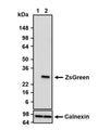 Western blot detection of ZsGreen in mock-transfected (lane 1) and ZsGreen-transfected (lane 2) COS-7 cell lysates using Aves Labs anti-ZsGreen chicken polyclonal antibody (Cat No. ZSGREEN-0100). 10-20% Tris-Glycine gel was loaded with 10ug of mock-transfected and ZsGreen-transfected COS-7 cell lysates. Proteins were transferred to PVDF membrane and blocked with 5% non-fat milk powder. Anti-ZsGreen antibody was incubated with the membrane at a concentration of 0.08 µg/ml (1:2500) and then detected via chemiluminescence (30 sec) using a Goat anti-Chicken H+L, HRP conjugated secondary antibody. Anti-ZsGreen recognizes exogenous ZsGreen only in the ZsGreen-transfected cell lysates at the expected molecular weight of ~26 kDa. Detection of endogenous Calnexin using Aves Labs anti-Calnexin chicken polyclonal antibody (Cat No. CANX-1000) was used as a loading control.