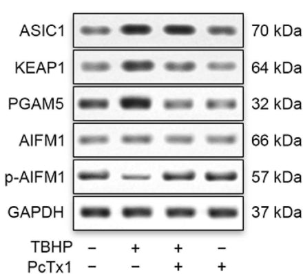 Western blot analysis of protein expression of ASIC1, KEAP1, PGAM5, and AIFM1 phosphorylated at Ser116 (cat. AP5501, 1:1000)  in NPCs after treatment for 30 min with 20 nM Psalmotoxin 1 (PcTx1) followed by 24 h of treatment with H2O (control) or 100 μM TBHP. Image from publication CC-BY-4.0. PMID: 38540291