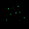Basolateral amygdala from c-fos-lacZ transgenic male rats labeling LacZ (Cat. BGal, 1:1000, green). The image was kindly provided by Benedetto Sacchetti, Università di Torino.