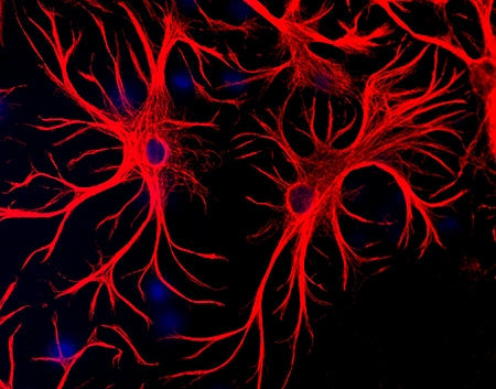Mixed cultures of neurons and glia stained with Chicken polyclonal antibody to Glial Fibrillary Acidic Protein C-1373-50 (red) and DNA (blue). Astrocytes stain strongly and specifically in a clearly filamentous fashion with this antibody.