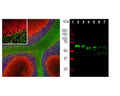 Left: Fluorescent staining of rat cerebellum section by Immunohistochemistry with chicken antibody to alpha-internexin (1:5,000, red), and co-stained with mouse antibody to MBP (M-1384-50, 1:5,000, green). IHC Method: Following transcardial perfusion with 4% PFA, brain was post fixed for 24 hours, cut to 45 uM, and free-floating sections were stained. The alpha-internexin antibody selectively stains axons and dendrites of neuronal cells, in particular Purkinje cells, parallel fibers and the axons of granule cells, while the MBP antibody stains myelin sheathes around axons. Right: Western blot analysis of alpha-internexin expression in tissue lysates. [1] protein standard, [2] rat brain, [3] rat spinal cord, [4] mouse brain, [5] mouse spinal cord, [6] cow spinal cord, [7] pig spinal cord. The antibody reveals the alpha-internexin protein with apparent molecular weight of 64 to 66 kDa, with some variability among different species. Antibody dilution: 1:10,000.