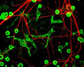 Mixed neuron glia cultures stain with Chicken polyclonal antibody to Internexin alpha C-1377-50 (red) and counterstained with Rabbit polyclonal antibody to Coronin 1a: Whole serum, R-1335-50 (green) which is an excellent marker of microglia and lymphocytes. This internexin antibody is an excellent marker of neuronal processes in these cultures.