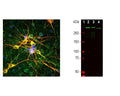Left: Analysis of MAP2 expression in cortical neuron-glial cell culture from E20 rat by Immunocytochemistry with chicken anti-MAP2 (1:10,000, red), co-stained with a mouse antibody to MAP-tau (green). Blue: DAPI nuclear stain. The MAP2 antibody stains dendrites and perikarya of neurons, while the MAP-tau antibody labels neuronal perikarya, dendrites and also axonal process. As a result perikarya and dendrites appears orange-yellow, since they contain both MAP2 and tau, while axons are green. Right: Western blot analysis of whole brain tissue lysates using chicken antibody to MAP2 (1:50,000). [1] protein standard, [2] adult rat brain, [3] embryonic E20 rat brain, [4] adult mouse brain. A strong band at around 280 kDa corresponds to two major isoforms of MAP2 protein referred to as MAP2A and MAP2B. Smaller fragments of these isoforms are also detected if the antibody is used at lower dilutions.