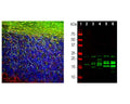 Left: Analysis of MBP expression in rat brain cerebellum by Immunohistochemistry with chicken anti-MBP antibody (1:5,000, green). Section was co-stained with rabbit antibody to NF-L (R-1392-50, 1:5,000, red). The MBP antibody stains oligodendrocytes and myelin sheathes around axons, while the NF-L antibody labels dendrites and axons of neuronal cells. Right: Western blot analysis of tissue lysates with chicken antibody to MBP (1:10,000). [1] protein standard, [2] rat brain, [3] rat spinal cord, [4] rat sciatic nerve, [5] mouse brain, [6] mouse spinal cord. Multiple bands between 14-22 kDa correspond to various alternate transcripts of the single MBP gene.