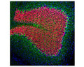 Image of a rat cerebellum section by Immunofluorescence and Immunohistochemistry. The section was stained with C-1390-50, Neurofilament light polypeptide (NF-L), Chicken pAb, (green, 1:2,000), and co-stained with product M-377-100, NeuN/Fox3, Clone 1B7, Mouse mAb, (red, 1:5000). IHC Method: Following transcardial perfusion of rat with 4% PFA, brain was post fixed for 24 hours, cut to 45 uM, and free-floating sections were stained. The NF-L antibody stains perikarya and processes of neuronal cells, particularly strongly the axons of basket cells, while product M-377-100 stains the nuclei and proximal cytoplasm of neurons.