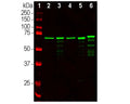 Analysis by western blot of NF-L expression in different tissue lysates probed with C-1390-50, Neurofilament light polypeptide (NF-L), Chicken pAb, (green, 1:20,000) with strong banding at 68-70kDa corresponding to the NF-L protein. Lane 1: protein standard (red); Lane 2: rat brain; Lane 3: rat spinal cord; Lane 4: mouse brain; Lane 5: mouse spinal cord; Lane 6: cow spinal cord. Note NF-L proteins are known to have slightly different apparent SDS-PAGE molecular weights across species.