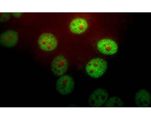 HeLa cells stained with Chicken polyclonal antibody to Peptidylprolyl isomerase (1:1,000 dilution, green) and Mouse monoclonal antibody to Fibrillarin (Nop1p) M-1372-250 (red). Peptidylprolyl isomerase (Pin-1) stains the nuclear matrix and, much more faintly, the cytoplasm. The fibrillarin antibody marks nucleoli.