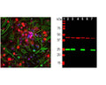 Left: Analysis of UCHL1 expression in cortical neuron-glial cell culture from E20 rat by Immunocytochemistry with chicken antibody to UCHL1 (1:500, red). Cells were co-stained with a mouse antibody to vimentin (green). Blue: DAPI nuclear stain. The UCHL1 antibody produces strong staining of the cell body and dendrites in neurons. The vimentin antibody stains intermediate filaments in fibroblastic and developing glial cells. Right: Western blot analysis of tissue and cell lysates using chicken antibody to UCHL1 (1:2,000, green), and a mouse anti-actin antibody (red, lanes 2-7). [1] protein standard, [2] rat brain, [3] mouse brain, [4] NIH-3T3, [5] HEK293, [6] HeLa and [7] SH-SY5Y cells. The single band at 24 kDa mark corresponds to UCHL1 protein which is detectable in CNS extracts and lysates of cells with neuronal properties, but not in lysates of HeLa, NIH-3T3 and other non-neuronal cells. Actin is detected with apparent molecular weight of 42 kDa and provides an excellent loading control.