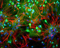 Image shows rat mixed neuron/glial cultures stained with Chicken polyclonal antibody to Ubiquitin C Terminal Hydrolase 1 C-1406-50 (green) and Rabbit polyclonal antibody to Glial Fibrillary Acidic Protein R-1374-50 (red). Blue is a DNA stain. Note that the Ubiquitin antibody stains neurons strongly and specifically and that the staining is concentrated in the cell bodies, though some does extend into the dendrites also.