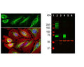 Left: Analysis of vimentin expression in HeLa cells by Immunocytochemistry. Cells were stained with chicken antibody to vimentin (1:10,000, green), and co-stained with a mouse anti-actin antibody (red). Blue: DAPI nuclear stain. The vimentin antibody stains the intermediate filament network, while the actin antibody labels the submembranous cytoskeleton, stress fibers, and bundles of actin associated with cell adhesion sites. Right: Western blot analysis of tissue and cell lysates using chicken antibody to Vimentin (1:5,000, red, lanes 2-6). [1] protein standard, [2] rat whole brain, [3] HeLa, [4] SH-SY5Y, [5] HEK293, [6] NIH-3T3. Vimentin protein appears as single band at around 50 kDa. The blot was simultaneously probed with a mouse antibody to MAP2C/D (green).