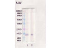 Anti-Leptin Antibody