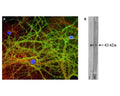 A: Immunofluorescence analysis of GAP43 expression (green) in mixed neuron-glial cultures with C-1649-100. GAP43-IR is observed in axons and dendrites, with strong staining of the submembraneous cytoskeleton and vesicles. Cultures were co-labelled with R-1694-100, a rabbit polyclonal antibody to alpha-II-spectrin (red), and a DNA dye (blue).B: Western blot of cow hippocampus extract. C-1649-100 detects GAP43 at its expected molecular weight of ~43 kDa.