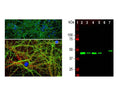 Left: Analysis of GAP43 expression in cortical neuron-glial cell culture from E20 rat by Immunocytochemistry. Staining was performed with chicken antibody to GAP43 (1:2,000, green) and rabbit antibody to alpha-II spectrin (R-1694-100, 1:1,000, red). Blue: DAPI nuclear stain. The GAP43 antibody labels protein expressed in the axonal membrane and synapses of neuronal cells, while the spectrin antibody stains the submembraneous cytoskeleton of axons and dendrites. Right: Western blot analysis of tissue and cell lysates using chicken antibody to GAP43 (1:5,000). [1] protein standard, [2] rat brain, [3] rat spinal cord, [4] mouse brain, [5] mouse spinal cord, [6] C6 cells, [7] SH-SY5Y cells. A single band at 43 kDa corresponds to GAP43. The GAP43 protein is only detected in lysates of neuronal origin. C6 rat glioma cells [6] do not express GAP43.