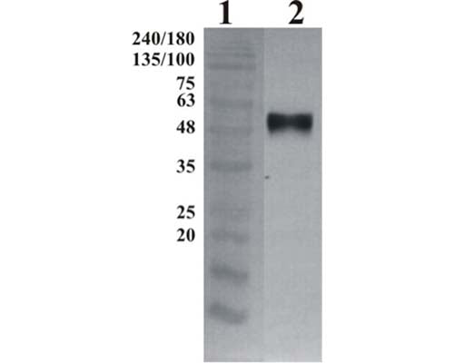 Western-Blot detection of human GFR&alpha;-3, using Chicken polyclonal antibody to human GFR&alpha;-3. GFR&alpha;-3 was C-terminally His tagged. Protein was expressed by CHO cell culture. 100 ng of purified protein was loaded per lane. Line 1. Prestained protein ladder (Naxo 8003). Line 2. hGFR&alpha;-1. Primary antibody dilution 1:5000 was used.
