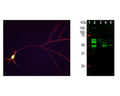 Left: Immunofluorescence staining of E18 hippocampal neurons with chicken anti-Tau antibody C-1691-100 (red). Ubiquitin C-terminal Hydrolase 1 (UCHL1), an abundant cytoplasmic protein of neurons which is concentrated in the perikarya, was double-labelled with M-1407-100. Since the perikarya contain both UCHL1 and Tau, the red and green signals superimpose resulting in yellow color. Neuronal processes, which contain relatively much more tau, appear red. Cell nuclei were stained with DAPI (blue). Right: Western blot analysis of tau protein expression in tissue (antibody dilution: 1:10,000). [1] protein standard, [2] rat brain, [3] rat spinal cord, [4] mouse brain, [5] mouse spinal cord. Tau protein is expressed as multiple isoforms of different molecular weight, and so appears as multiple closely spaced bands in the region of the blot in the range from 48 kDa to 67 kDa.