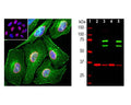 Left: Analysis of lamin A/C expression in HeLa cells with chicken anti-lamin A/C (red, 1:2,000), costained with mouse anti-actin (green) by Immunocytochemistry. Blue: Hoechst nuclear DNA stain. The chicken antibody specifically labels the nuclear lamina, while the actin antibody stains the submembranous actin-rich cytoskeleton, stress fibers and bundles of actin associated with cell adhesion sites. Right: Western blot analysis of cytosolic or nuclear enriched fractions of cell lines probed with chicken anti-lamin A/C (green, 1:1,000). [2] HeLa cytosol, [3] HeLa nuclear, [4] NIH-3T3 cytosol, and [5] NIH-3T3 nuclear fractions. Two strong bands at 65 kDa and 74 kDa correspond to lamin A and lamin C proteins, respectively, detected exclusively in the nuclear fractions. The same blot was simultaneously probed with mouse anti-GAPDH (M-1376-250, red). The single band at 37 kDa represents GAPDH protein