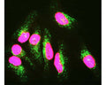 HeLa cells stained with C-1698-100 (red), and counterstained with our monoclonal antibody to LAMP1 (M-1652-100). The Lamin A/C antibody reveals strong nuclear lamina staining, while the LAMP1 antibody reveals strong cytoplasmic punctate staining of lysosomes and early endosomes. The blue stain reveals DNA in the nuclei of these cells. Since both DNA (blue) and Lamin A/C (red) are associated with the nuclear compartment, this region appears crimson in this image.
