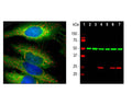 Left: Analysis of HSP27 expression in HeLa cells by Immunocytochemistry with chicken antibody to HSP27 (1:1,000, green). Cells were co-stained with a mouse antibody to HSP60 (red). Blue: DAPI nuclear stain. The HSP27 antibody produces strong cytoplasmic staining, while the HSP60 antibody specifically labels mitochondria. Right: Western blot analysis of whole cell lysates with chicken antibody to HSP27 (1:2,000, red, lanes 2-7). [1] protein standard, [2] NIH-3T3 , [3] C6, [4] HeLa, [5] HEK293, [6] SH-SY5Y, [7] COS-1. A strong, single band at 27 kDa corresponds to the HSP27 protein expressed in human cell lines. The antibody does not recognize rodent HSP27. The blot was simultaneously probed with a mouse antibody to beta-tubulin (green).