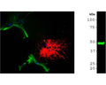 Left: Mixed neuron-glial cell cultures stained with chicken anti-CNP (red) and mouse anti-GFAP antibody (M-1375-100) by Immunocytochemistry. The CNP antibody stains strongly in oligodendrocytes, whereas GFAP labels the intermediate filament in astrocytes. Blue: Nuclear DNA stain, which reveals the presence of neurons which do not express either CNP or GFAP. Right: Western Blot analysis of rat brain tissue homogenate with chicken anti-CNP antibody (1:5,000). One specific band at ~48 kDa is detected corresponding to the molecular weight of CNP.