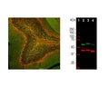 Left: Rat cerebellum section stained with chicken anti-CNP (green, 1:2,000) and rabbit anti-NF-H antibody (red, 1:10,000). IHC Method: Following transcardial perfusion with 4% paraformaldehyde, brain was post fixed for 24 hours, cut to 45 um, and free-floating sections were stained. The CNP antibody stains myelin and oligodendrocytes, cells that create the myelin sheath around axons. The NF-H antibody labels the heavily phosphorylated axonal forms of NF-H which are localized in large projection axons. Right: Western blot analysis of spinal cord tissue homogenates using chicken anti-CNP (red, 1:5,000). [2] mouse, [3] rat and [4] cow. Doublet bands at 46 and 48 kDa correspond to CNP isotypes. The blot was simultaneously probed with mouse anti-internexin antibody (green).