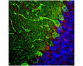 Rat cerebellum section stained with chicken anti-parvalbumin (green, 1:2,000) and mouse anti-GFAP (red) by Immunohistochemistry. Blue: DAPI nuclear stain. IHC Method: Following transcardial perfusion with 4% paraformaldehyde, brain was post fixed for 24 hours, cut to 45 um, and free floating sections were stained. The parvalbumin chicken antibody labels the perikarya and dendrites of Purkinje cells and interneurons in the molecular layer of the cerebellum. The GFAP antibody stains the processes of Bergmann glia and astrocytes.