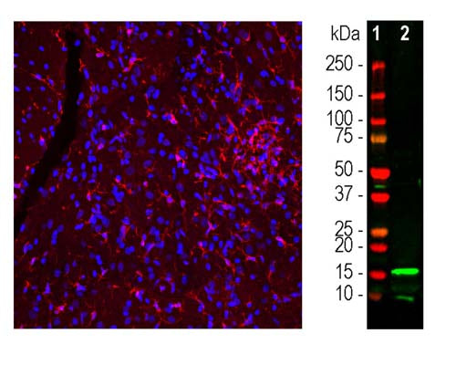 Left:Rat spinal cordsection stained with C-2118-50 (red) and nuclear DNA (DAPI stain, blue) by Immunohistochemistry.Microglia are visualized in a confocal Z stack as they are small cells spreading in three dimensions. Right:Western blot analysis of C-2118-50 (green, 1:1000) with a band at approx. 15kDa. Lane 1: protein standard (red); Lane 2: Rat spleen homogenate.