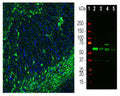Left: Visualization of tyrosine hydroxylase expression in rat brain by Immunofluorescent analysis. Section was stained with chicken anti-TH antibody, C-2126-100, (green, 1:5,000) and Hoechst staining of nuclear DNA (blue). Product C-2126-100 stains the dopaminegic TH-positive neurons and their processes of the substantia nigra. Right:  Western blot analysis of tissues and lysates using C-2126-100 (green, 1:50,000) with a band at approx. 58kDa in brain tissue lysates. Lane 1: protein standard (red); Lane 2: rat brain caudate/putmen region; Lane 3: rat brain midbrain; Lane 4: whole mouse midbrain; Lane 5: cow midbrain segment.
