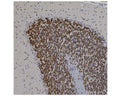 Image of formalin-fixed paraffin-embedded rat cerebellum section by Immunohistochemistry. The section was stained with C-2127-100, Neuronal nuclei antigen [NeuN] /RNA binding protein fox-1 homolog 3 [FOX3], (NeuN/FOX3), Chicken pAb, (brown, 1:10,000) and counter stained with Hematoxylin (blue). Product C-2127-100 stains the nuclei and distal perikaryal of most neurons.