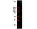 Analysis by western blot of NeuN/FOX3 expression in mouse brain nuclear fraction with C-2127-100, Neuronal nuclei antigen [NeuN] /RNA binding protein fox-1 homolog 3 [FOX3], (NeuN/FOX3), Chicken pAb, (green, 1:1,000) with two bands at approx 46kDa and 50kDa corresponding to the two isoforms of NeuN/FOX3 protein. Lane 1: protein standard (red); Lane 2: mouse brain nuclear fraction.