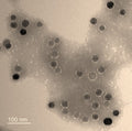Transmission Electron Microscopy (TEM) negative staining of COO-NPs