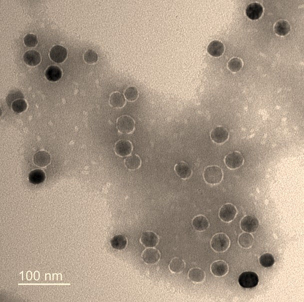 Transmission Electron Microscopy (TEM) negative staining of COO-NPs