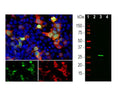 Left: Analysis of GFP fusion protein-transfected HEK293 cells by Immunocytochemistry. GFP expression (green) was detected with goat antibody to GFP (red, 1:5,000). Blue: Hoechst nuclear stain. The goat antibody reveals GFP protein expressed only in transfected cells, and as a result these cells appear yellow in color. Top: merged image; bottom panel: individual fluorescence channels. Right: Western blot analysis of GFP expression (green) in transfected HEK293 cells with goat anti-GFP antibody (1:1,000). Lane 1: molecular weight marker; Lane 2: non-transfected control cells; Lane 3: GFP-transfected cells; Lane 4: mCherry-transfected cells. A strong band at ~27 kDa corresponds to GFP protein detected only in cells transfected with GFP construct. This antibody does not recognize the mCherry protein.