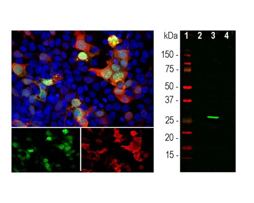 Left: Analysis of GFP fusion protein-transfected HEK293 cells by Immunocytochemistry. GFP expression (green) was detected with goat antibody to GFP (red, 1:5,000). Blue: Hoechst nuclear stain. The goat antibody reveals GFP protein expressed only in transfected cells, and as a result these cells appear yellow in color. Top: merged image; bottom panel: individual fluorescence channels. Right: Western blot analysis of GFP expression (green) in transfected HEK293 cells with goat anti-GFP antibody (1:1,000). Lane 1: molecular weight marker; Lane 2: non-transfected control cells; Lane 3: GFP-transfected cells; Lane 4: mCherry-transfected cells. A strong band at ~27 kDa corresponds to GFP protein detected only in cells transfected with GFP construct. This antibody does not recognize the mCherry protein.