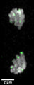 Immunolabeling of dividing Drosophilia larval neuroblast using Anti-GFP (green, Cat. No. GFP-1010, 1:500) to detect the GFP tagged telomere protein HOAP, and nuclei stained with DAPI (grey). Image was taken with