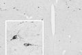 Immunohistochemical detection of RFRP-3 with the guinea pig polyclonal antiserum (gp-1080-50; 1: 40,000), followed by detection with the biotinylated secondary antibody-ABC method and nickel-diaminobenzidine chromogen, produces specific labeling of RFRP-3/GnIH neurons and their processes in the dorsomedial nucleus of the rat hypothalamus. Photo courtesy of Dr. Erik Hrabovszky, Hungarian Academy of Sciences, Budapest, Hungary.