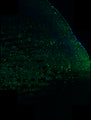 Immunostaining of 5xFAD mouse brain section fixed in 4% paraformaldehyde and preserved in cryoprotectant showing specific detection of IBA1 positive cells (Cat. IBA1, 1:100; green) in the cortex. Nuclei stained with DAPI (blue). Background stain was attenuated with TrueVIEW. Image kindly provided by
