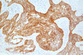 Tris-HCL Buffer, 10X