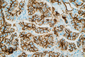 PNA-Biotin, Conjugated