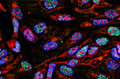 Immuno Mount™