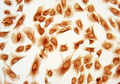 Protein G Conjugated with FITC