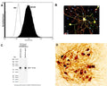 Left: Detection of mCherry protein (red) in transfected HEK293 cells by Immunocytochemistry. The cells were stained with anti-mCherry antibody in the green channel. Transfected cells appear yellow, showing overlap of the transfected mCherry protein and the anti-mCherry antibody. Untransfected HEK293 cells do not express mCherry and do not stain with the antibody, but their nuclei can be visualized using a DNA stain (blue). Right: Western blot analysis of HEK293 cell lysates, and recombinant protein solutions using mouse antibody to mCherry (green, 1:1,000). [1] protein standard, [2] HEK293 control cells, [3] HEK293 cells transfected with mCherry-HA construct, [4] mCherry recombinant protein, [5] GFP recombinant protein, and [6] HEK293 transfected with GFP construct. The major band at about 30 kDa corresponds to mCherry protein. The antibody does not react with GFP protein. The same blot was simultaneously probed an antibody to HSP60 (red, lanes 2-6).