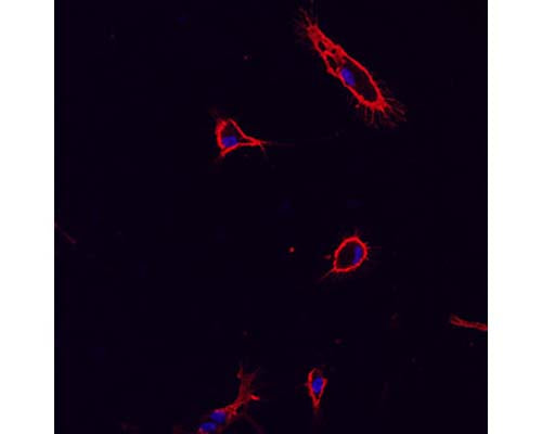 Immunohistochemical staining with mouse monoclonal antibody to CD11b [OX42] M-1325-100 of pure (>98%) microglial cells isolated from mixed glia cultures obtained from neonate rat brains (1.25 µg/mL). Secondary antibody was biotinylated anti-mouse (1.25 µg/mL) and detection method used Extravidin-Cy3 conjugate (2.5 µg/mL). Cells were fixed before incubation with OX42 (1hr). Cells were not permeabilized. Pictures courtesy of Markus Smolny.