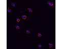 Immunohistochemical staining with mouse monoclonal antibody to CD11b [OX42] M-1325-100 of pure (>98%) microglial cells isolated from mixed glia cultures obtained from neonate rat brains (1.25 µg/mL). Secondary antibody was biotinylated anti-mouse (1.25 µg/mL) and detection method used Extravidin-Cy3 conjugate (2.5 µg/mL). Non-fixed microglia were stained with OX42. After 1hr incubation of OX42, cells were fixed. Cells were not permeabilized. Pictures courtesy of Markus Smolny.
