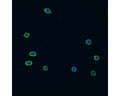 Immunohistochemical staining with fluorescein tagged mouse monoclonal antibody to CD11b [OX42] M-1325-100 of pure (>98%) microglial cells isolated from mixed glia cultures obtained from neonate rat brains (1.6 µg/mL). Microglia were pre-treated with minocycline. Non-fixed microglia were stained with OX42 (30 min incubation @ room temperature). After application of OX42, cells were fixed. Cells were not permeabilized. Pictures courtesy of Markus Smolny.