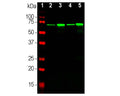 Analysis by western blot of NF-L expression in different tissue lysates with M-1391-50, Neurofilament light polypeptide (NF-L), Clone DA2, Mouse mAb, (green, 1:5,000) with strong banding at 68-70kDa corresponding to the NF-L protein. Lane 1: protein standard (red); Lane 2: rat brain; Lane 3: rat spinal cord; Lane 4: mouse brain; Lane 5: mouse spinal cord.