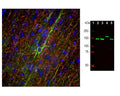 Left: Analysis by Immunofluorescence and Immunohistochemistry of Neurofilament medium polypeptide (NF-M) expression in rat frontal cortex section. Section was stained with M-1394-100, Neurofilament medium polypeptide (NF-M), Clone 3H11, Mouse mAb, (green, 1:5000), and co-stained with product C-1386-50, Neurofilament heavy polypeptide (NF-H), Chicken pAb (red, 1:5000). IHC Method: Following transcardial perfusion of rat with 4% paraformaldehyde, brain was post-fixed for 24 hours, cut into 45 um sections, and free-floating sections were stained. The NF-M mouse antibody labels neuronal cell bodies and dendrites of pyramidal neurons, as well as dendrites and axons of other neuronal cells, while the chicken NF-H antibody stains the network of neuronal axons only. Right: Analysis by western blot of NF-M expression in neuronal tissue lysates using M-1394-100 (green, 1:10,000) with a band at approx 145kDa (rodent NF-M) and 160kDa (bovine NF-M). Lane 1: protein standard; Lane 2: rat spinal cord; Lane 3: mouse spinal cord; Lane 4: cow spinal cord; Lane 5: rat sciatic nerve.